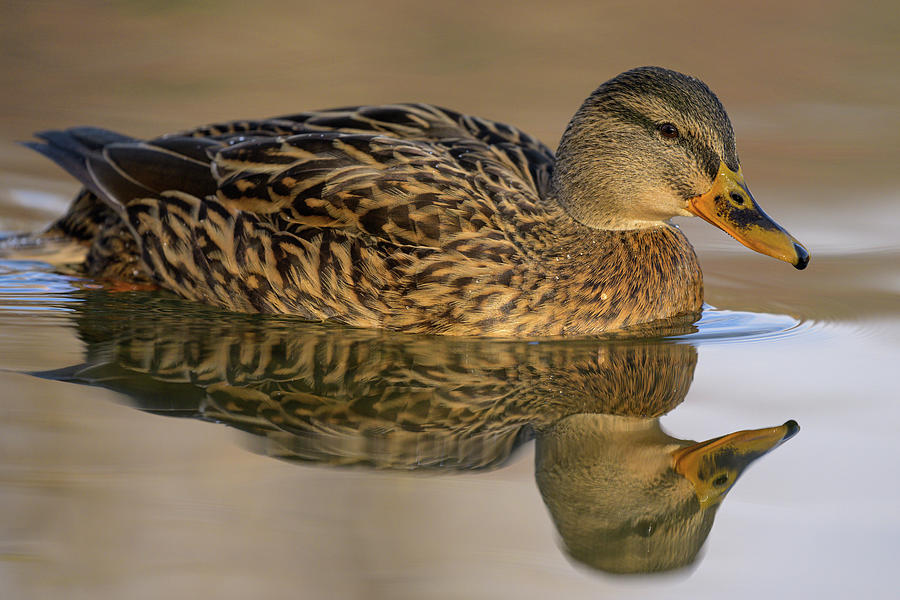 Portrait of a female mallard swimming in water Photograph by Stefan ...