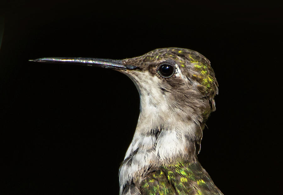 Portrait of a Hummingbird #2 Photograph by Sandra Js