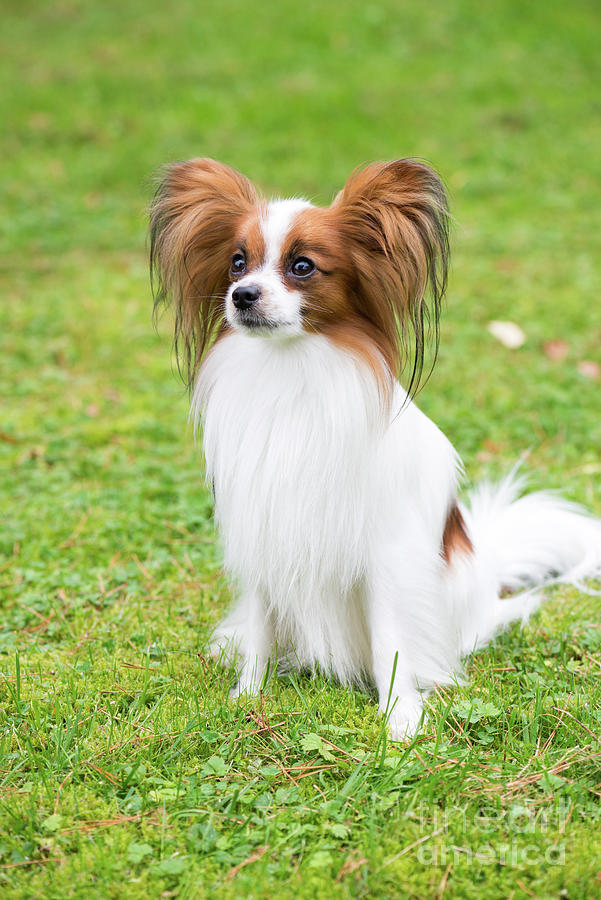 Tri Color Papillon Portrait Sky | Tote Bag