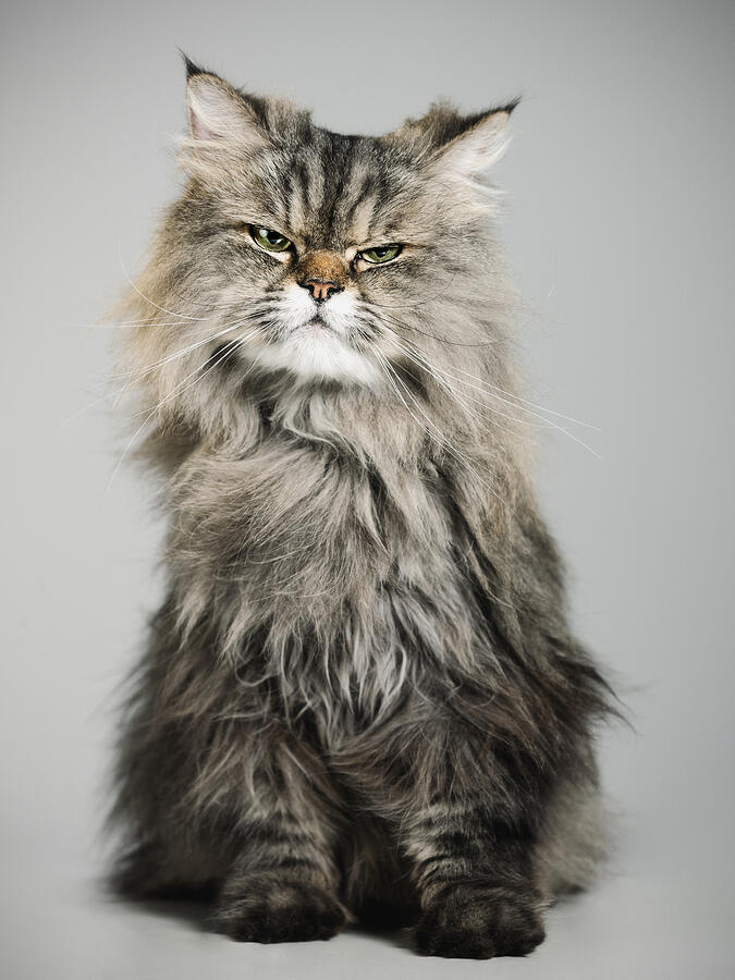 Portrait of a persian cat #2 Photograph by SensorSpot