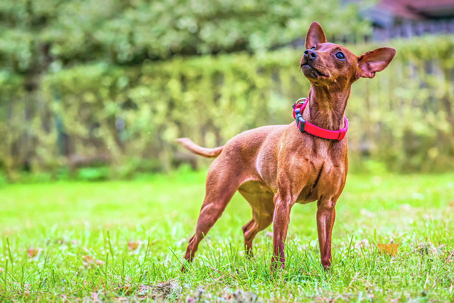 Portrait Of A Red Miniature Pinscher Dog Photograph By Beautiful Things