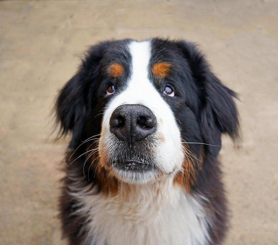 portrait of Bernese Mountain Dog Photograph by Kriste Sorokaite - Fine ...