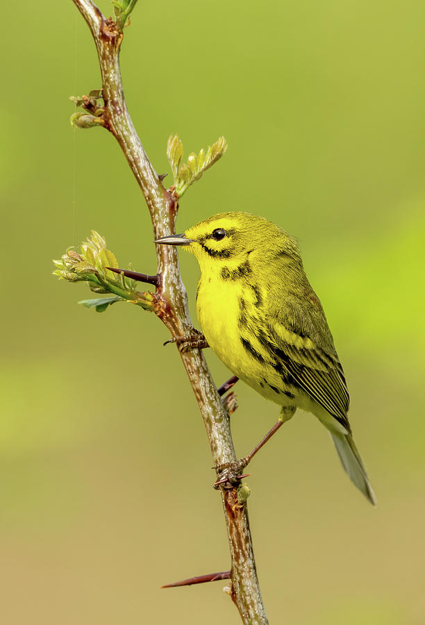 Prairie Warbler #2 Photograph by Julie Barrick - Fine Art America