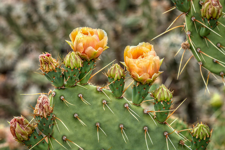 Prickly Pear Cactus Blooms in the Sonoran Desert #2 Photograph by Kenneth Roberts