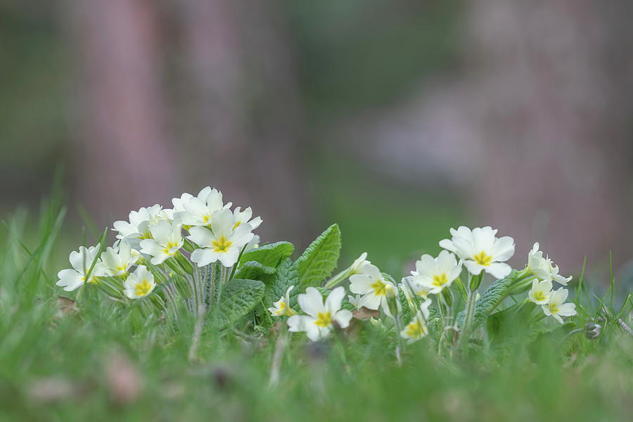 Primula flowers in green grass with nice bokeh #2 Photograph by Elenarts - Elena Duvernay photo