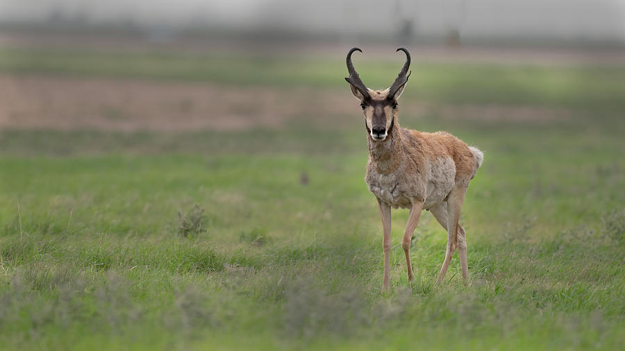 Pronghorn Antelope Buck #2 Photograph by Gary Langley