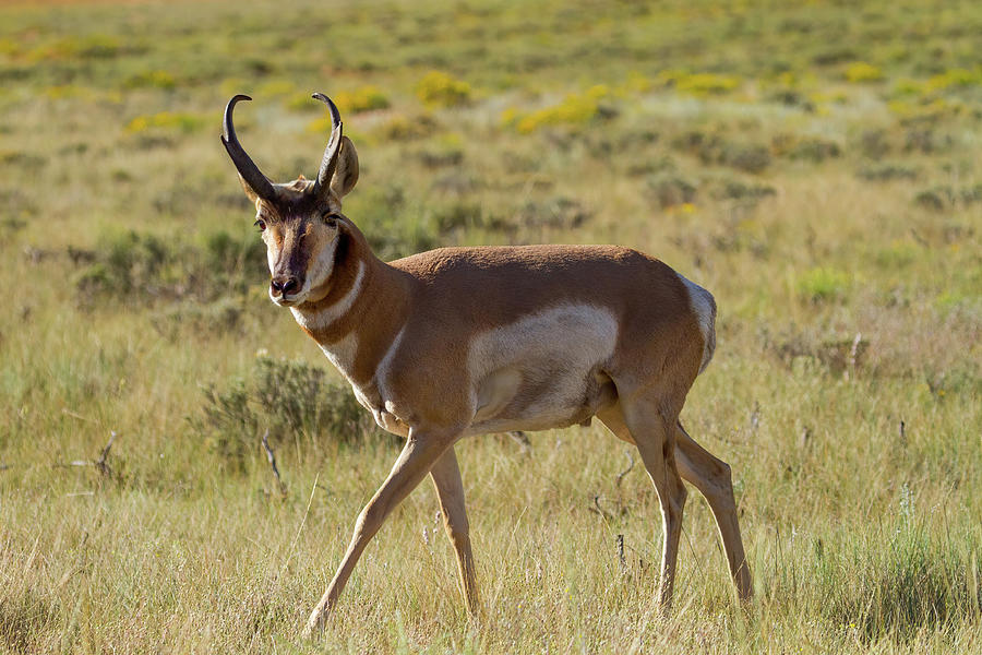 Pronghorn Antelope Buck Photograph by James Marvin Phelps | Fine Art