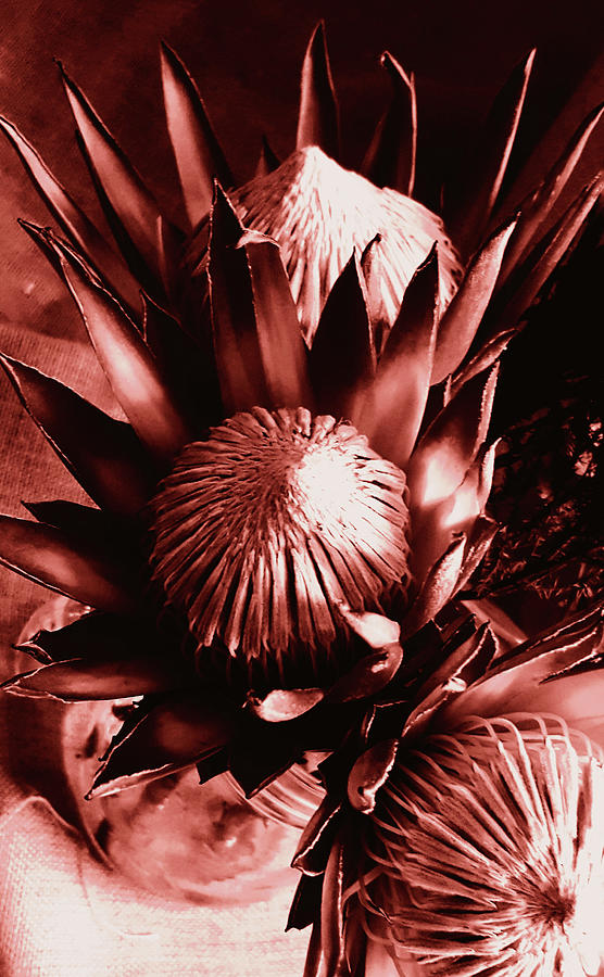 Proteas Photograph