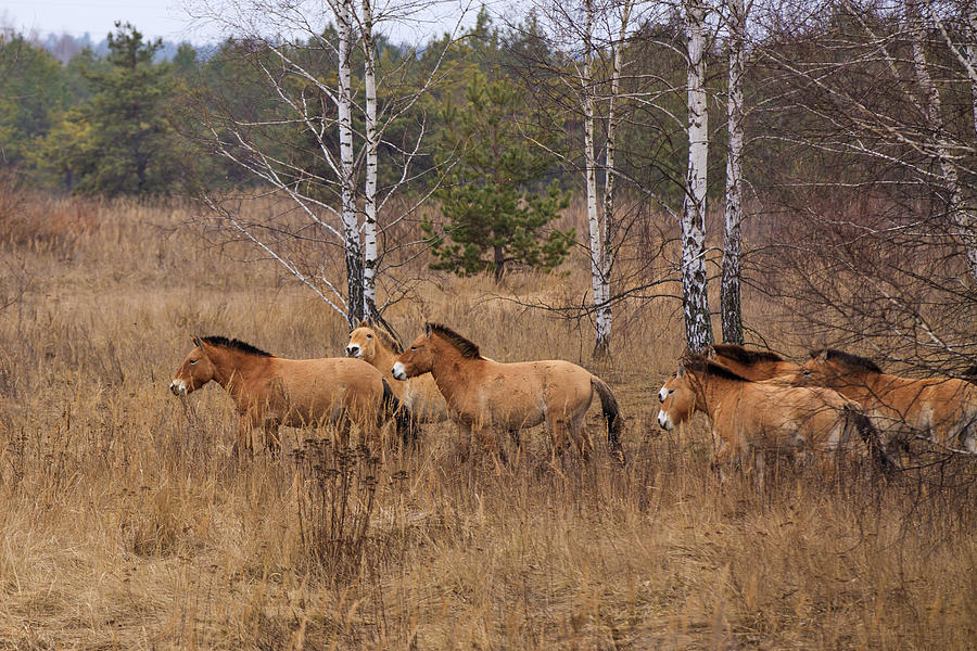 Przewalskis horse the Exclusion Zone. Chernobyl #2 Photograph by Anton Petrus