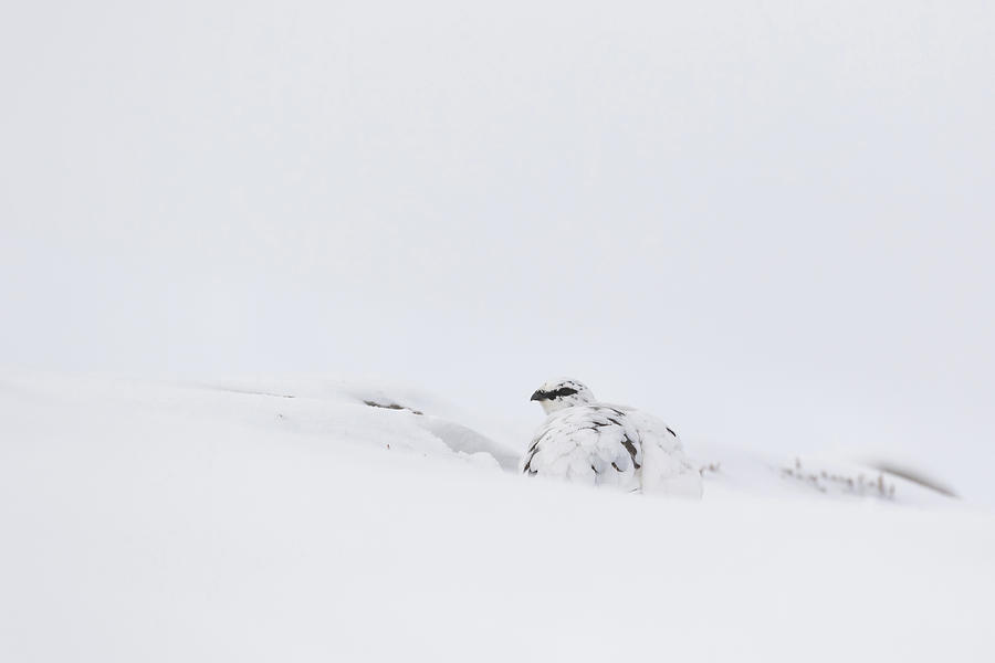 Ptarmigan In Snow #2 Photograph by Pete Walkden