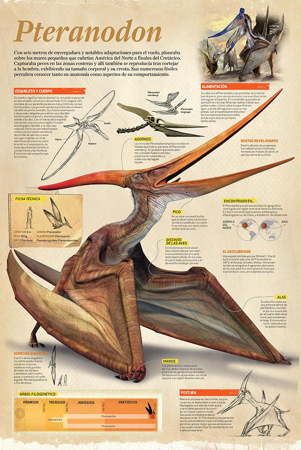 Pteranodon #2 Digital Art by Album