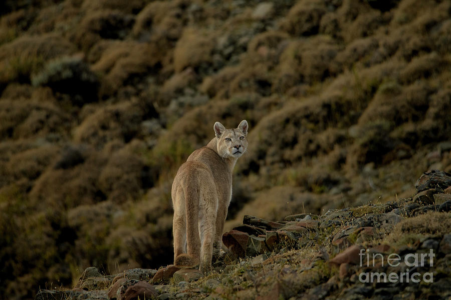 Puma #2 Photograph by Patrick Nowotny