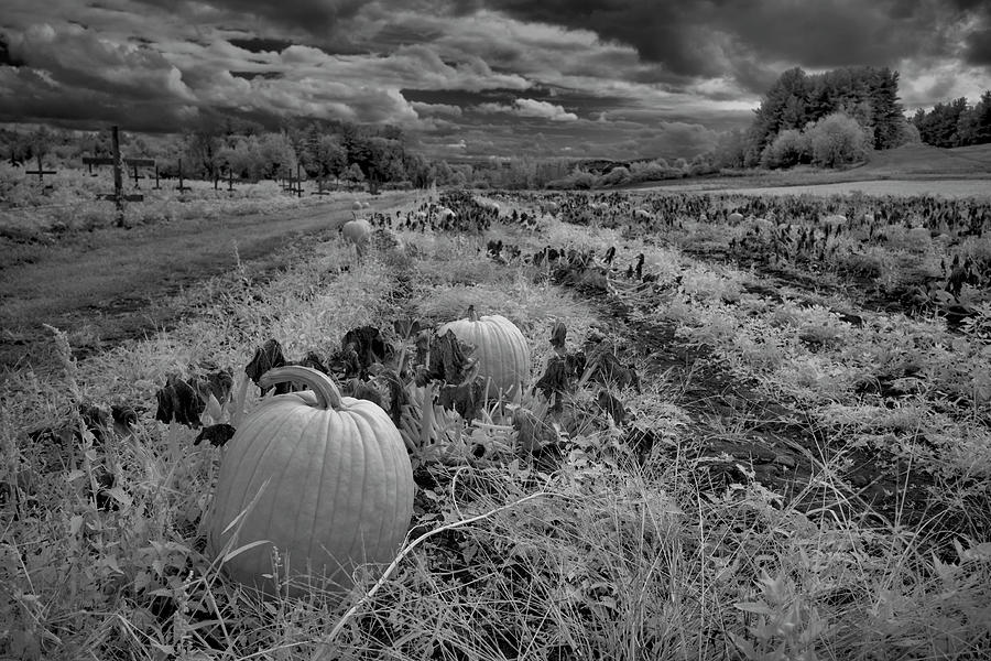 2 Pumpkins All Alone Photograph by Luke Moore