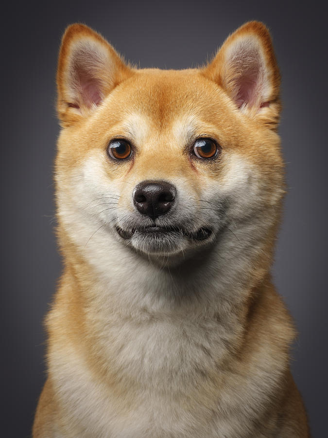 Purebred Japanese Shiba Dog #2 Photograph by RichLegg