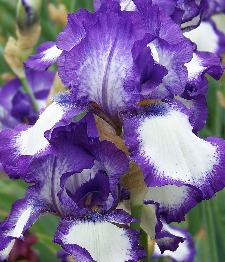 Purple and White Iris #2 Photograph by Michelle Mahnke