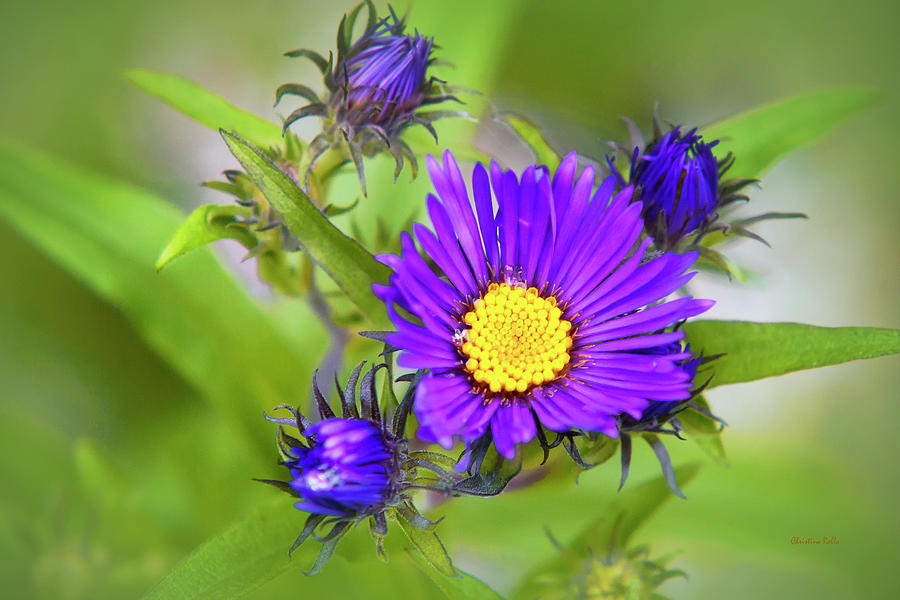 Purple Aster Flowers #2 Photograph by Christina Rollo