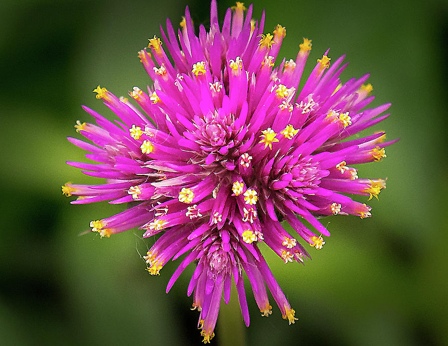 Purple Flower  #4 Photograph by David Morehead