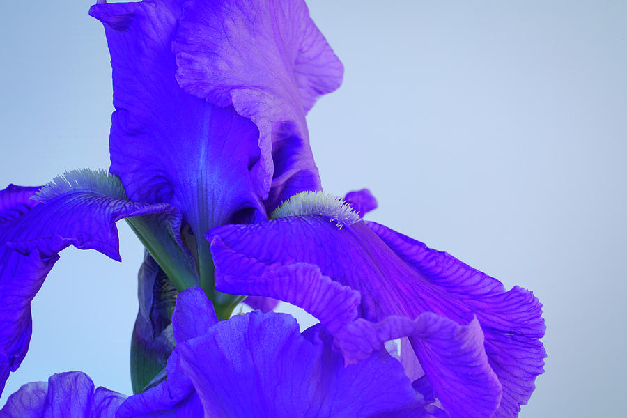Purple Iris Blooms in Spring 4 Photograph by Lindsay Thomson