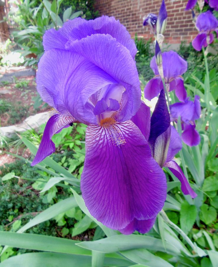 Purple Iris #2 Photograph by Stephanie Moore