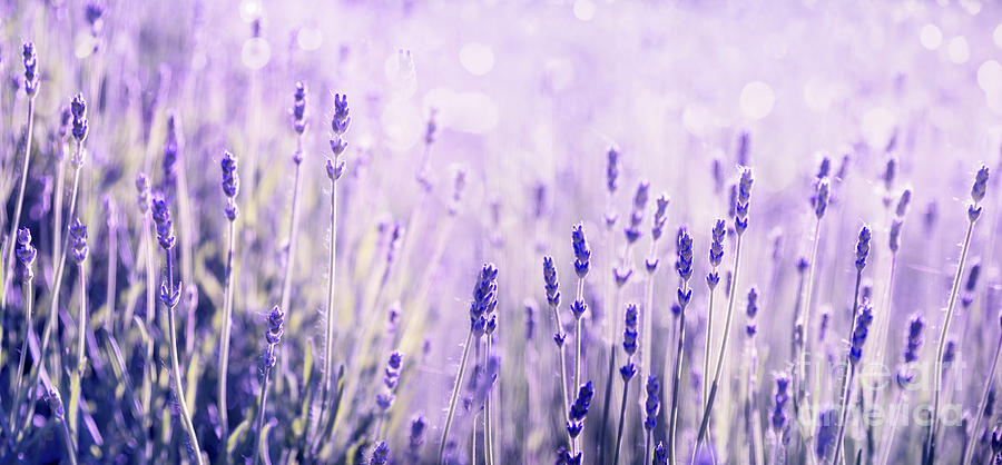 Summer Photograph - Purple lavender flower in field. Summer scenic landscape banner  #2 by Jelena Jovanovic