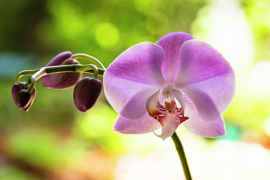 Purple Orchid Flower #2 Photograph by Raul Rodriguez
