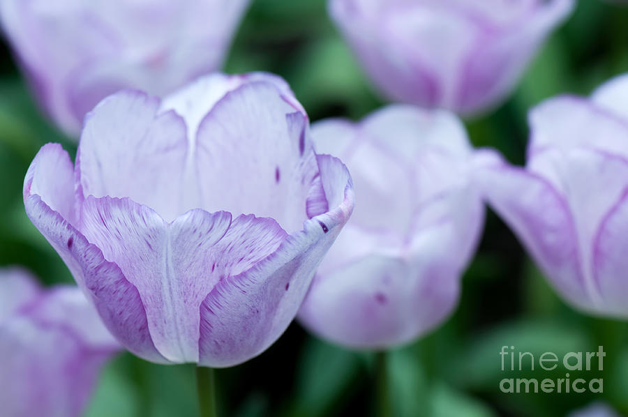 beautiful purple tulips