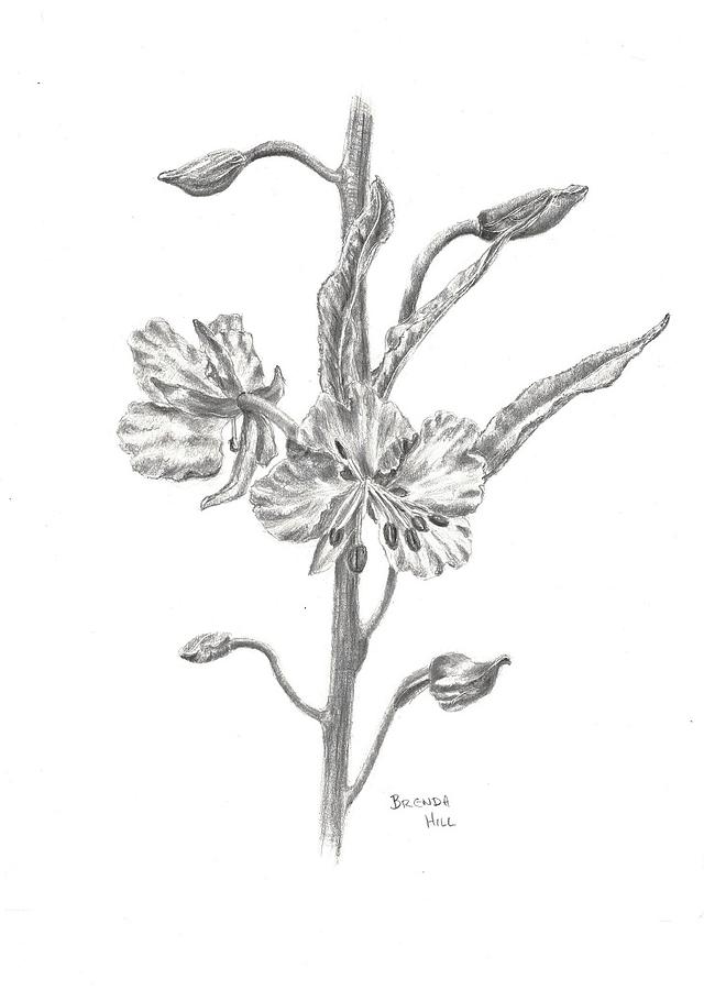 Fireweed Drawing by Brenda Hill - Fine Art America