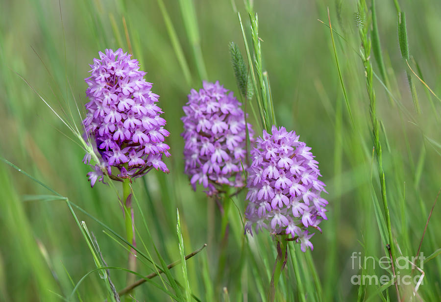 Pyramidal Orchid, Anacamptis Pyramidalis, Orchis, Wild Orchids, Andalusia, Spain Photograph