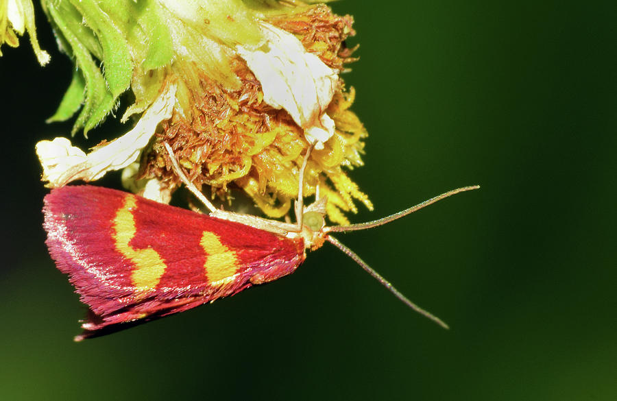 Pyrausta tyralis Moth #2 Photograph by Larah McElroy