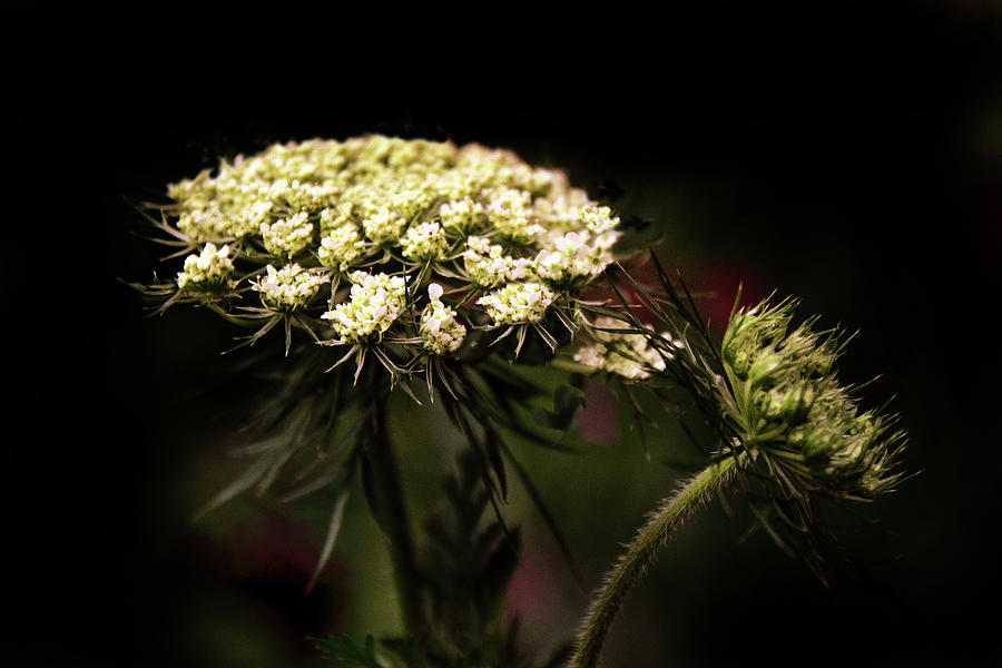 Queen Annes Lace Aglow Photograph by Jessica Jenney