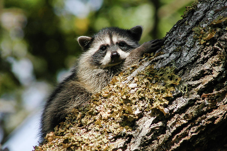 Raccoon Photograph by Jukka Jantunen - Fine Art America