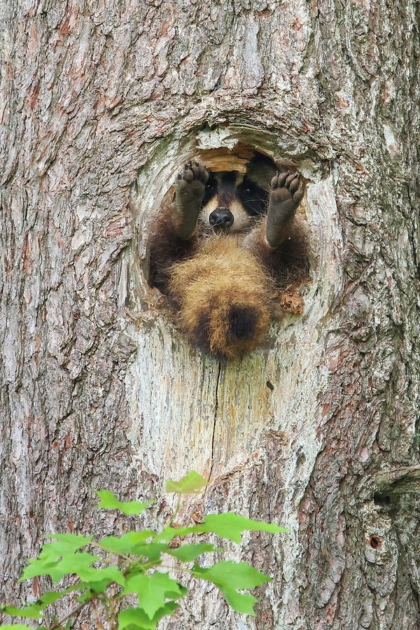Racoon in Tree #2 Photograph by Brook Burling