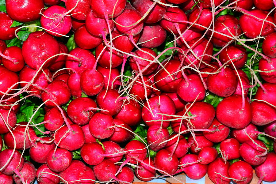 Radishes Photograph by Patrick Bourke - Fine Art America