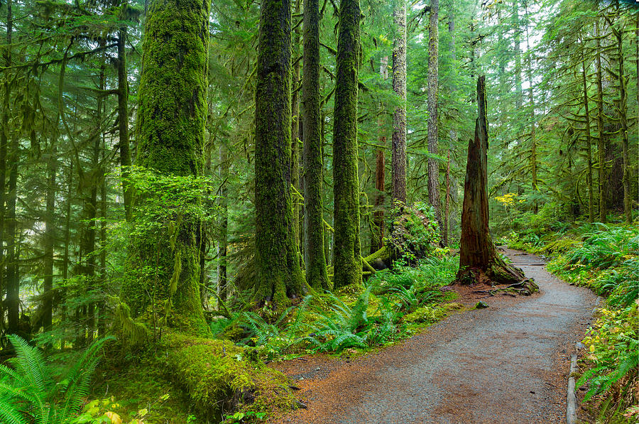 Rain Forest in Oregon #2 Photograph by Aiisha5