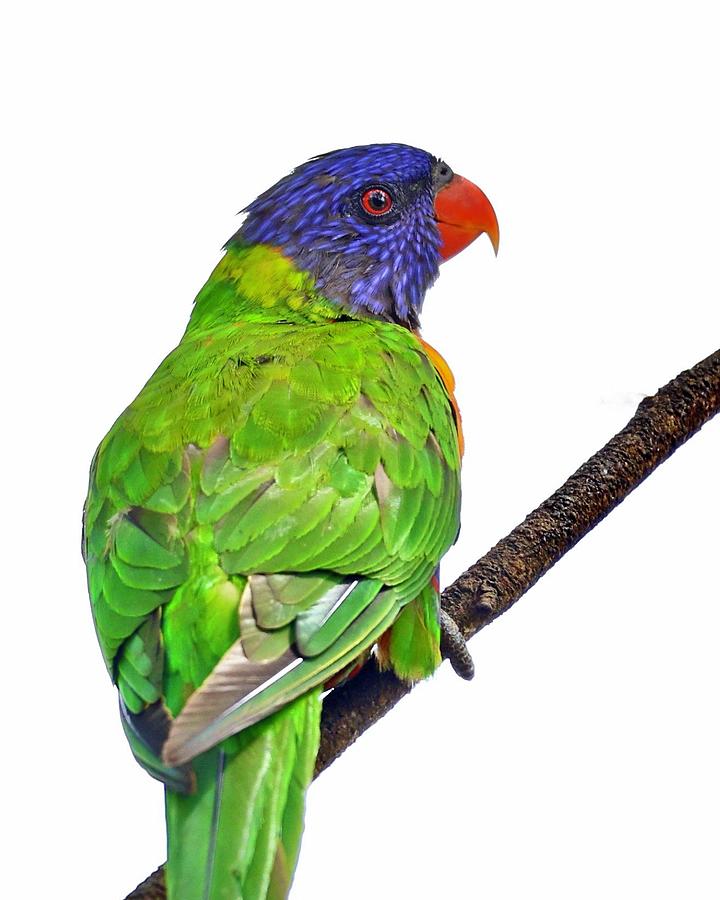 Rainbow Lorikeet #2 Photograph by Sarah Lilja