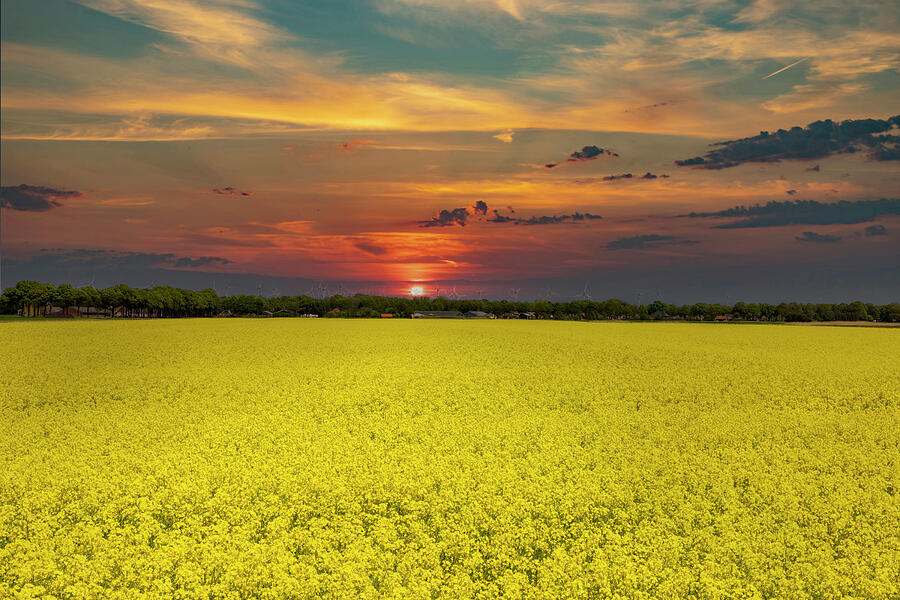 Rapeseedfields, Fields With Rapeseed Photograph By Gert Hilbink - Fine ...