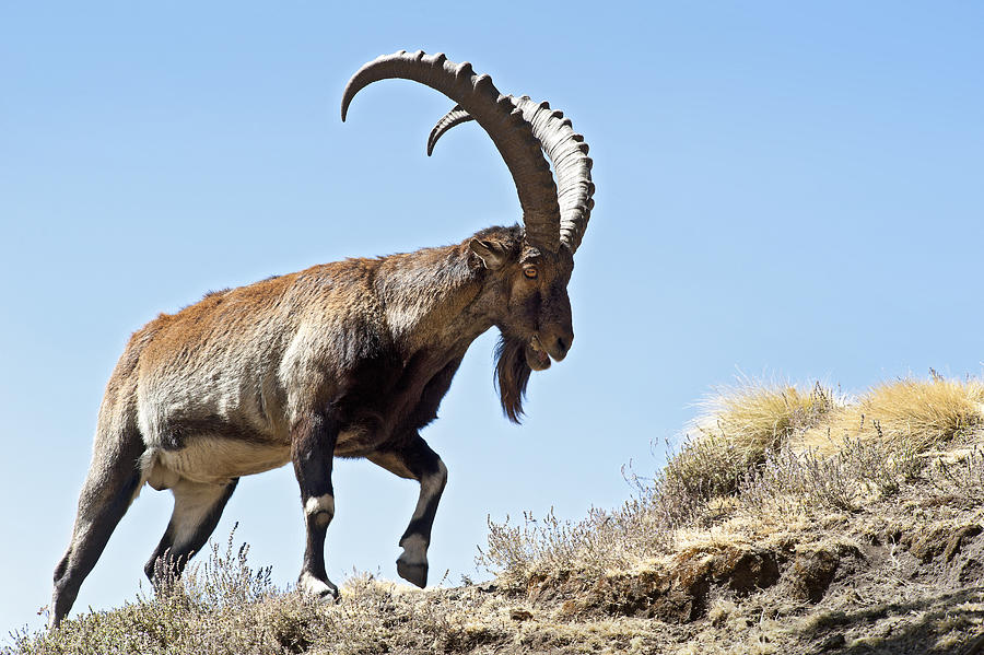 Rare wildlife shot of a Walia Ibex, Simien Mountains, Ethiopia #2 Photograph by Guenterguni