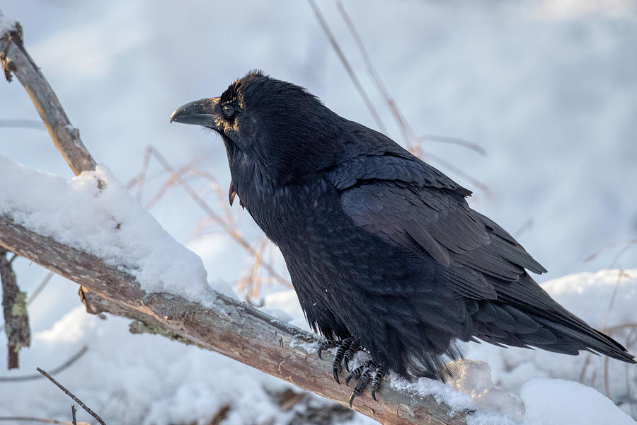 Raven #2 Photograph by Paul Freidlund