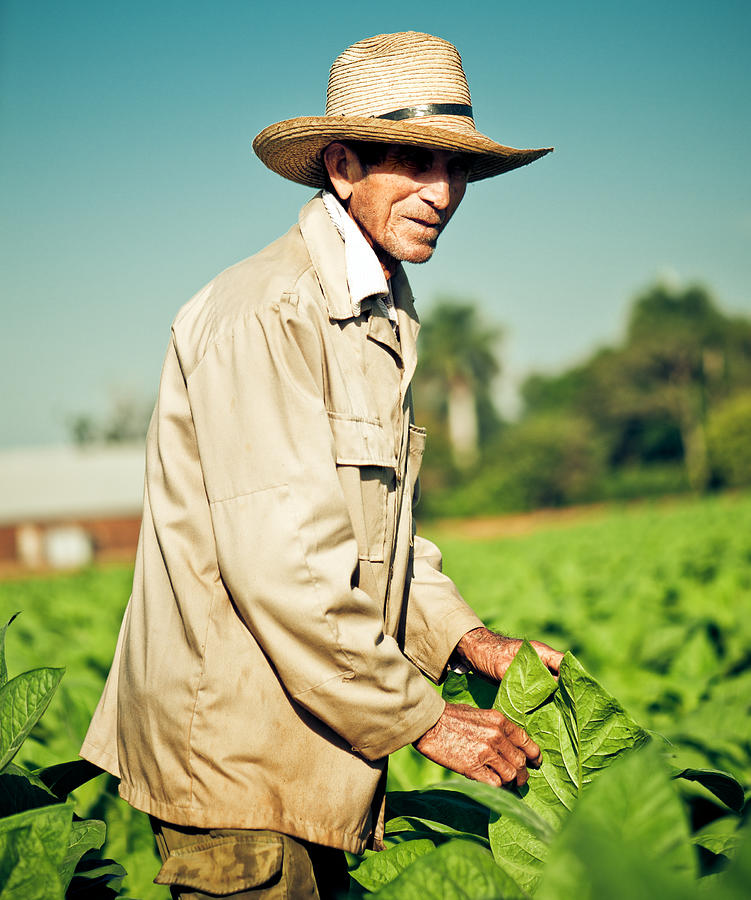 Real Cuban farmer at a tobacco plantation #2 Photograph by ArtMarie