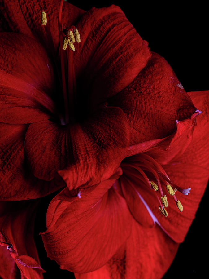 Red Amaryllis Photograph