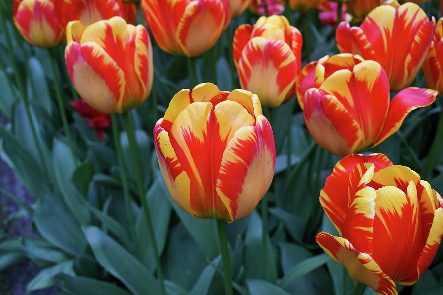 Red and yellow tulips Photograph by Lisa Crawford | Fine Art America