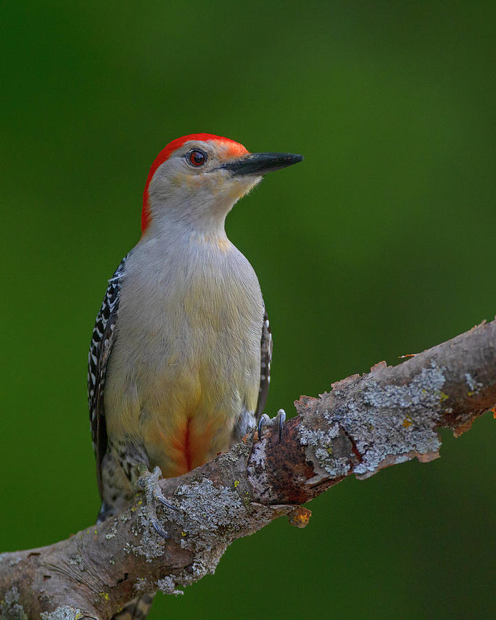Red bellied Woodpecker  #2 Photograph by Timothy McIntyre
