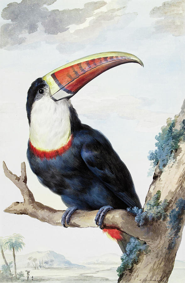 Red-billed Toucan  #2 Painting by World Art Collective