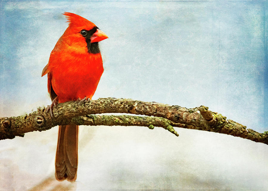 Red Bird #2 Photograph by Cathy Kovarik