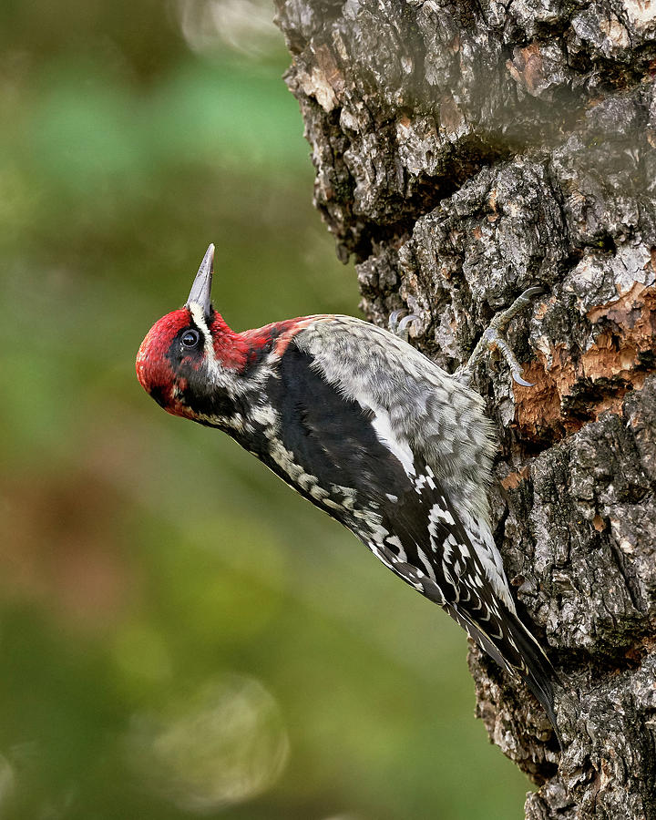 Birds Photograph - Red-breasted Sapsucker, Sacramento County California by Doug Herr Birds Photograph - Red-breasted Sapsucker, Sacramento County California by Doug Herr