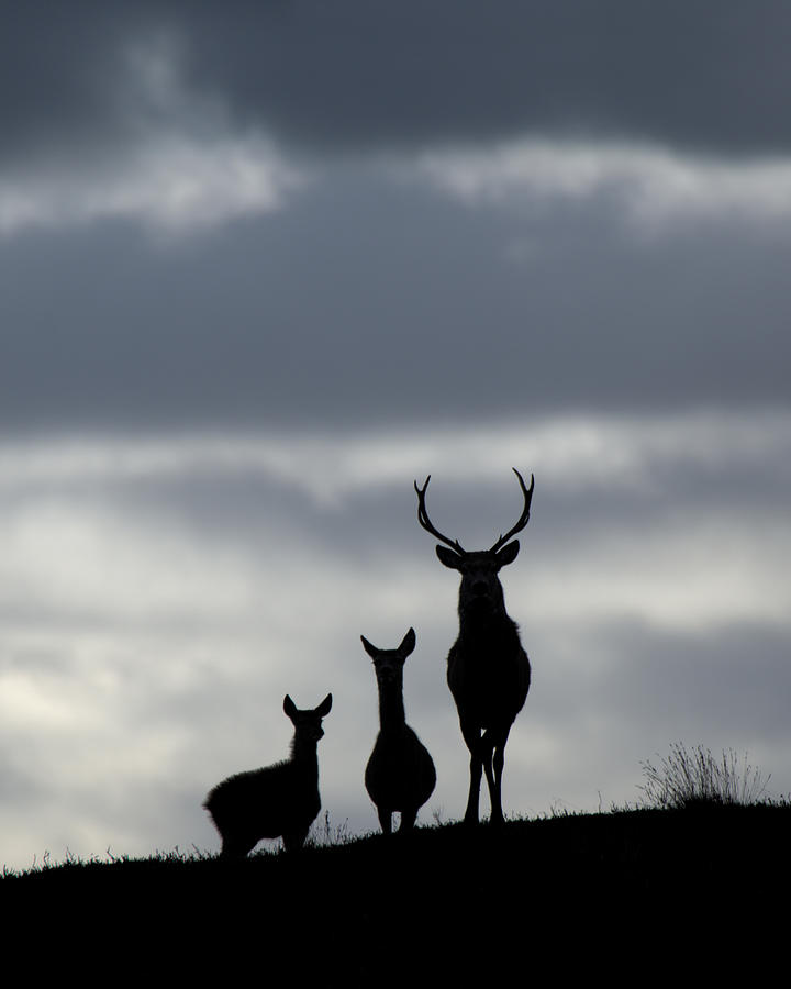 Red Deer Silhouettes #2 Photograph by Gavin MacRae