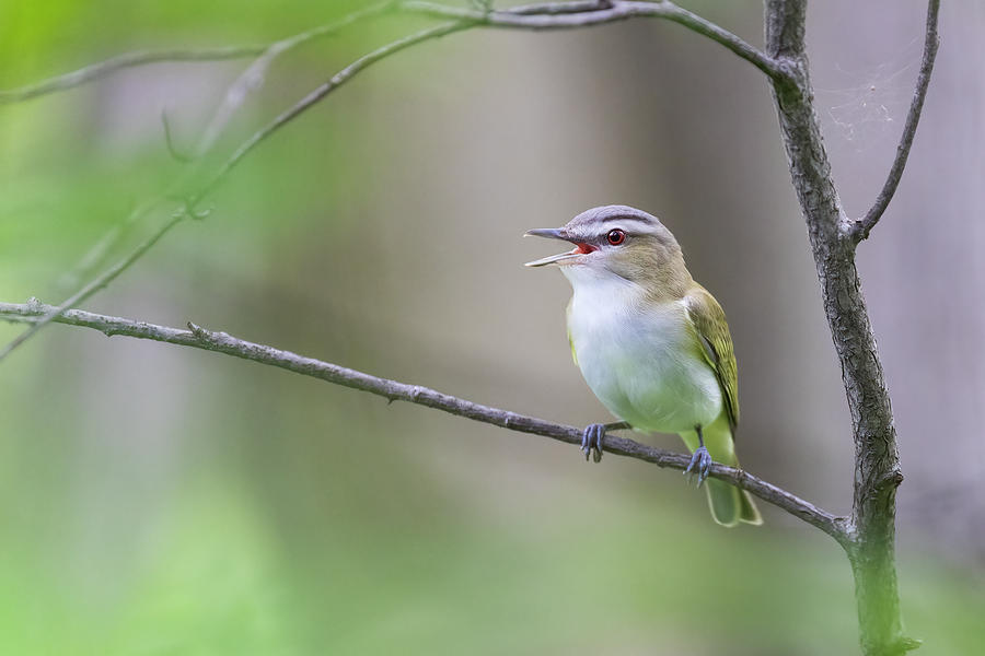 Red-eyed vireo #2 Photograph by Mircea Costina Photography