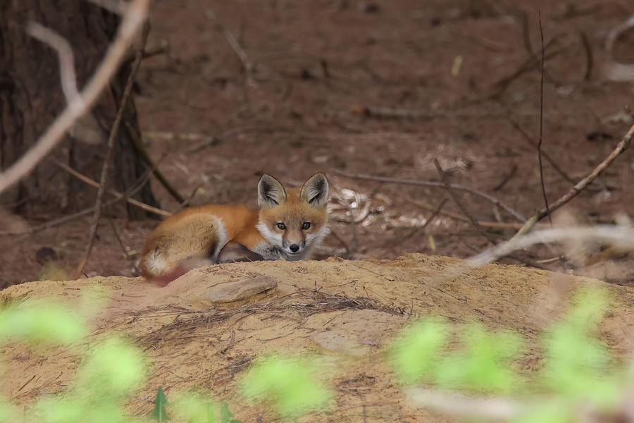 Red Fox #3 Photograph by Brook Burling