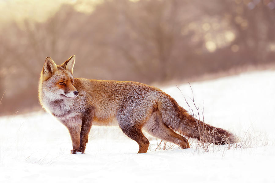 Winter Photograph - Red Fox in the Snow #4 by Roeselien Raimond