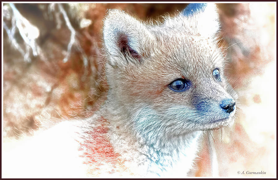 Red Fox Kit #3 Digital Art by A Macarthur Gurmankin